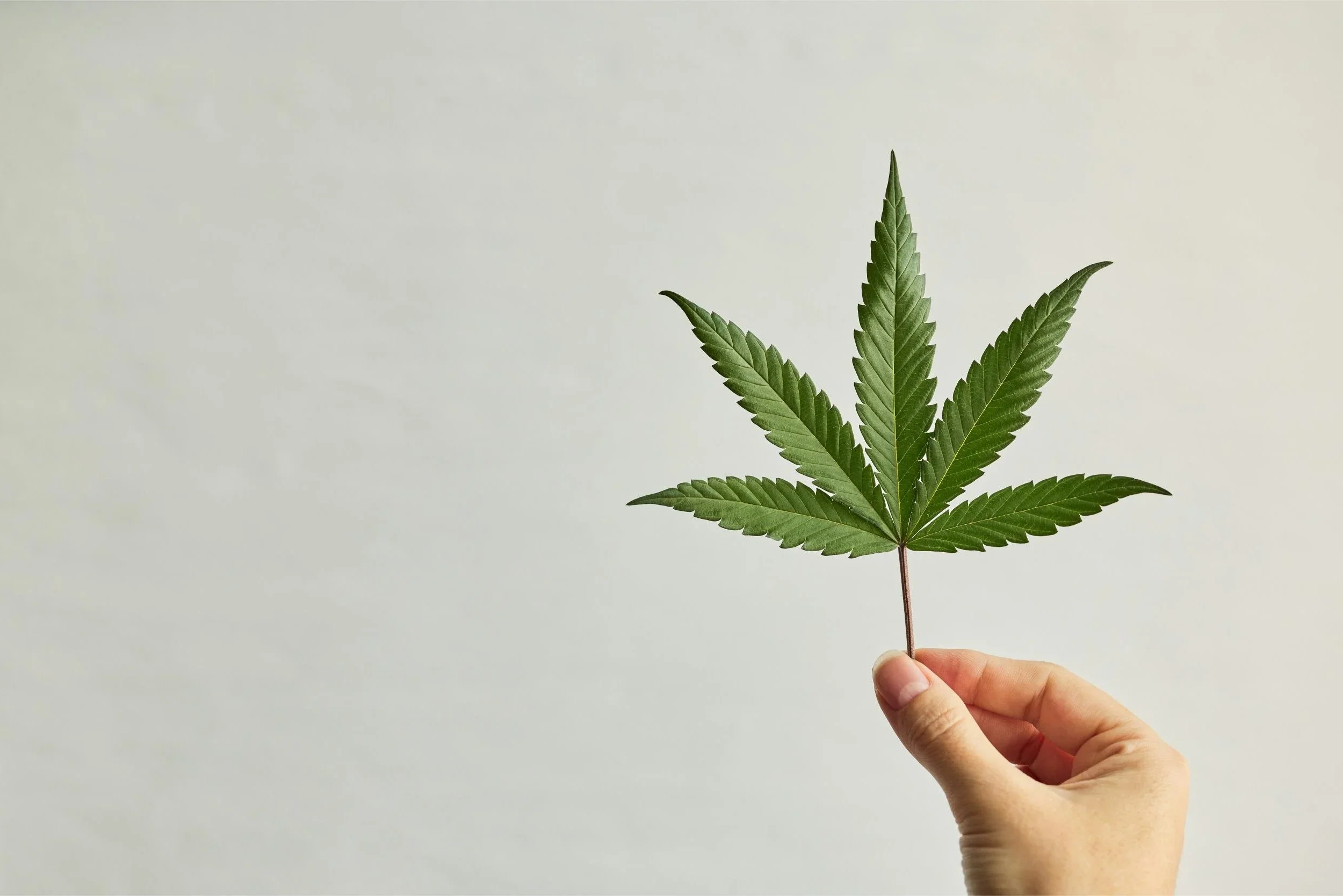 dispensary+in+texas+Pillar+blog+post+4+Thrive+Medical+Cannabis